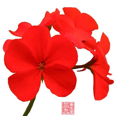 红花的药理作用与应用_活血药_中药图典