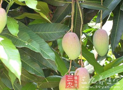 芒果叶的提取物能抑制化脓球菌、大肠杆菌、绿脓杆菌