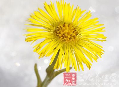 款冬花的药用价值