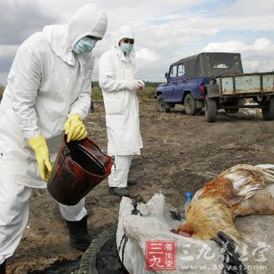 德国又发现新的H5N8禽流感 家禽将被屠宰