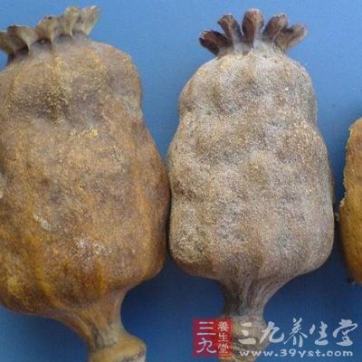 罂粟壳服用过量可致急性中毒，其症状表现为：初为烦躁不安、谵妄