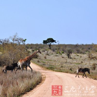 南非的克鲁格国家公园