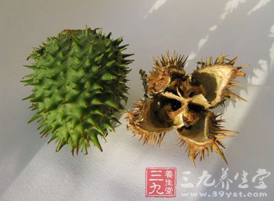 曼陀罗子的功效与作用_化痰止咳平喘药_中药图典_养生百科_三九养生堂
