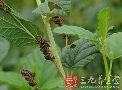 补骨脂药理作用 - 三九养生堂