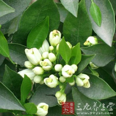 橙花精油(Neroli)能刺激副交感神经，具有镇静放松功效