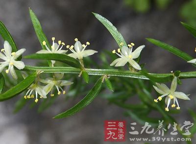 为多年生长绿,半蔓生草本,茎基部木质化