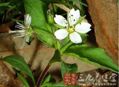 为石竹科植物异叶假繁缕的块根图片