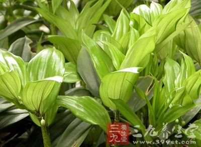 (一)玉竹面