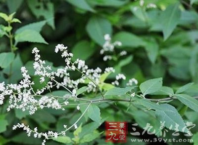 金寄奴、乌藤菜、白花尾、六月雪、斑枣子、细白花草