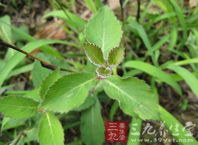 《吴普本草》首先记载沙参之形态,云:"三月生如葵,叶青,实白如芥,根大