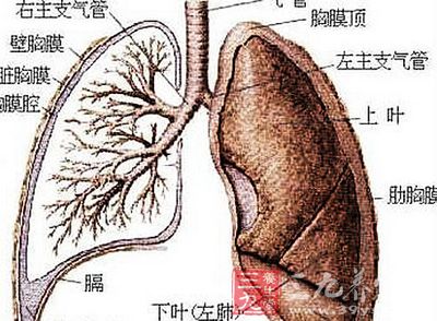 肺的主气功能包括：主一身之气和呼吸之气
