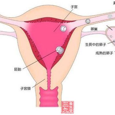 女子胞，又称胞宫，就是子宫，位于小腹部，在膀胱之后，呈倒梨形