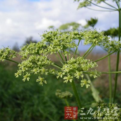 白芷的药用价值与应用