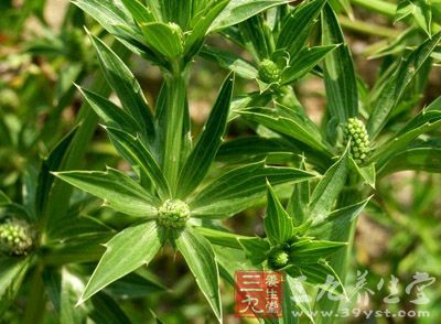 假芫茜的药用价值与应用