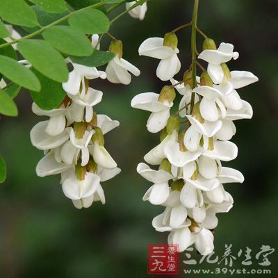 新鲜槐花可以做凉菜、包饺子，具有凉血、止血消痔的功效