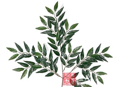 桉叶的药用价值与应用