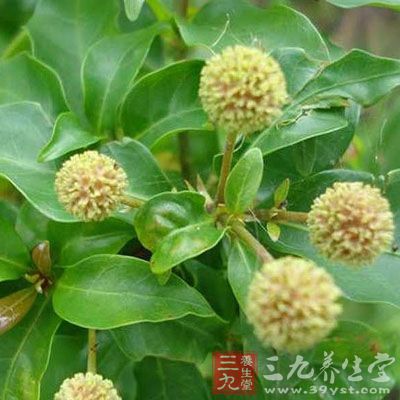 水杨梅根的药用价值与应用