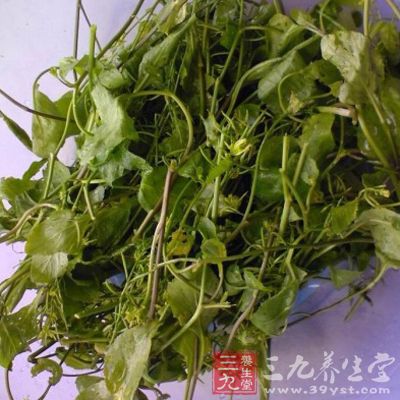 野葛菜味辛，性凉，能清热，利尿，活血，通经