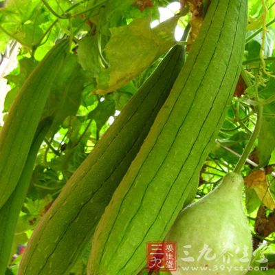 每天洗脚后，用干丝瓜络等用力摩擦脚心