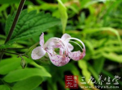 六月寒 别名 大风寒草,红花野芝麻(《民间常用草药汇编》),路边梢,化