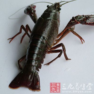 人若是生食或半生不熟地吃了小龙虾，就极有可能感染上这种寄生虫