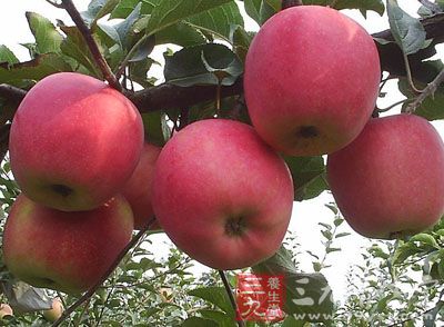 苹果是生活中最常见的苹果之一，也是美容的首选水果