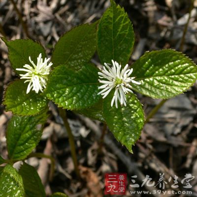 治风寒咳嗽,妇女经闭,风痒,跌打,痈肿疮疖