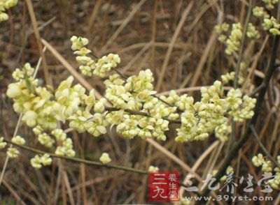 木姜花的药用价值与应用