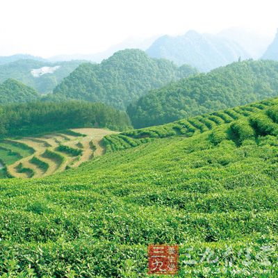 蛮砖茶古茶山包括蛮林和蛮砖等地