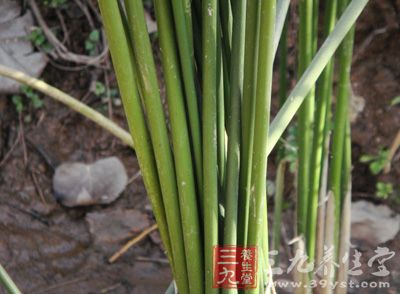 秤杆草的药用价值与应用