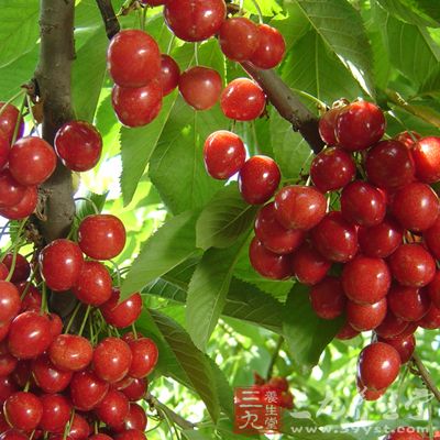 經(jīng)常食用櫻桃使皮膚紅潤嫩白，去皺消斑，可養(yǎng)顏駐容