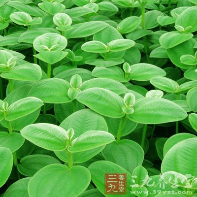 ⑩广州部队《常用中草药手册》:"清热,利水,通淋.