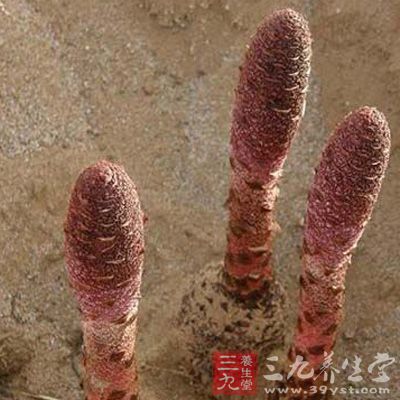 鎖陽(yáng)的繁衍過(guò)程不同于一般植物，與人和動(dòng)物極為相似