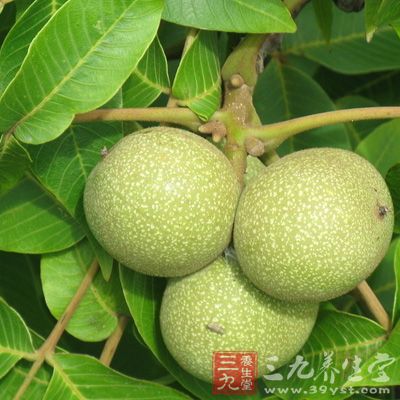 吃核桃的好处 核桃的功效与作用有哪些(2)