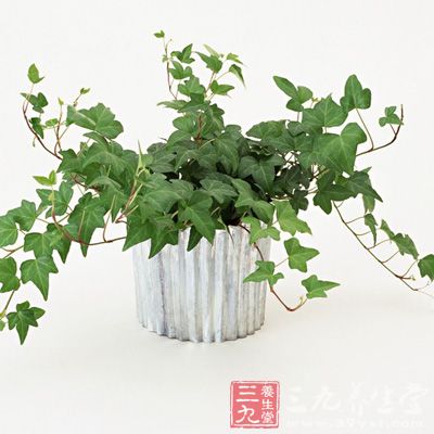 摆株绿色植物