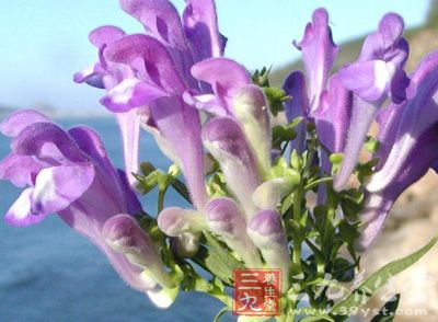 黄连阿胶汤_中药百科