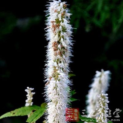 半边苏的药用价值与应用_解表药_中药图典