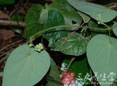 药材基源:为双子叶植物药萝藦科植物须药藤的茎藤图片