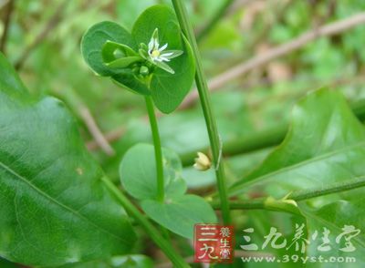 为石竹科植物荷莲豆的全草