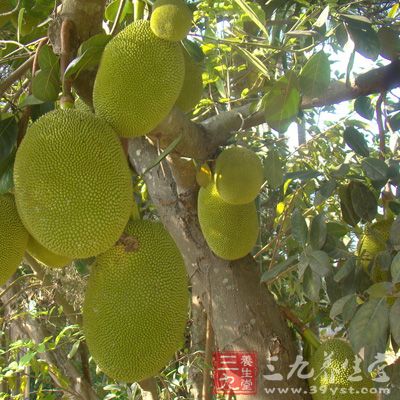 菠萝蜜适宜肤色没有光华，失去红润、手脚冰冷的人群