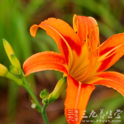 两者与黄花菜相配合，食疗效果显着