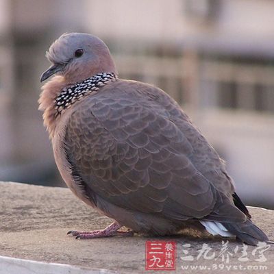 将斑鸠烤熟，方糖、玫瑰花糖膏以外的药物揭碎