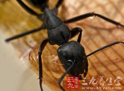 黑蚂蚁怎么吃 黑蚂蚁有哪些功效