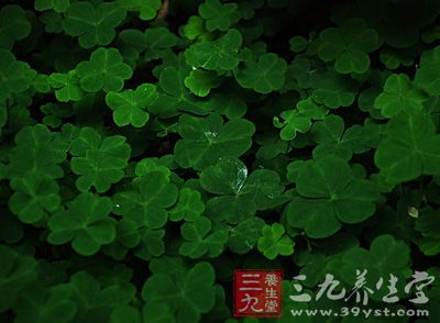 区余 味辛,无毒.主心腹热瘙. 三叶 味辛.主寒热,蛇蜂螫人.图片