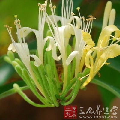 花和藤对多种致病菌如金黄色葡萄球菌 花和藤对多种致病菌如金黄色葡萄球菌