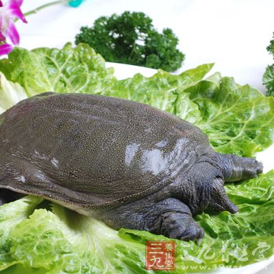 腹?jié)M厭食、大便溏泄、脾胃虛寒者不宜吃甲魚(yú)