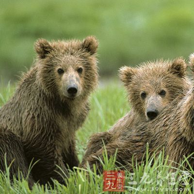 棕熊膽主產(chǎn)于東北、華北地區(qū)，陜西、四川、云南、青海