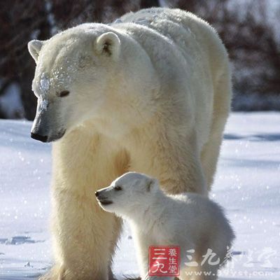 棕熊胆主产于东北、华北地区，陕西、四川、云南、青海