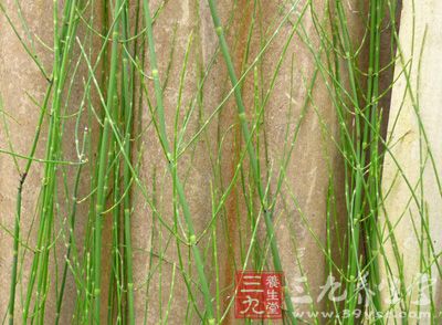 笔筒草