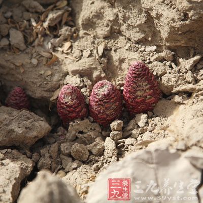 可以促进人体细胞再生和新陈代谢，增强免疫调节能力，具有明显的妨碍、抗病毒以及延缓衰老的功能